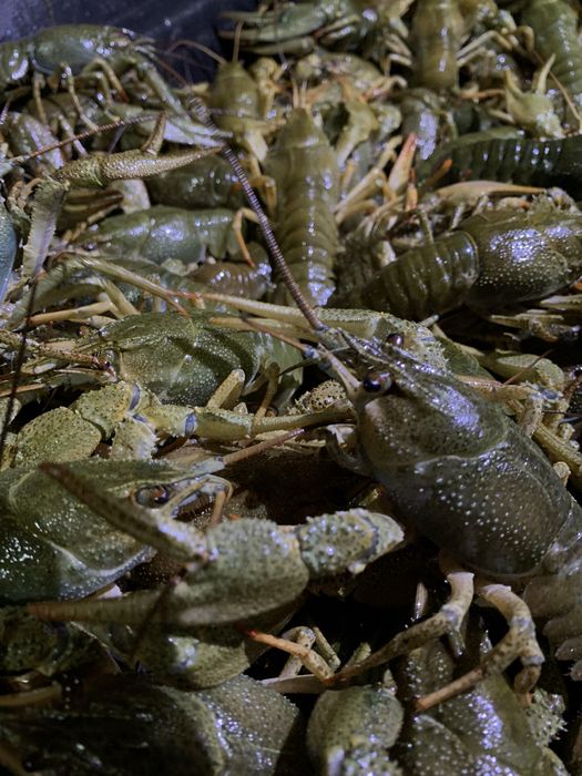 Свежие речные раки