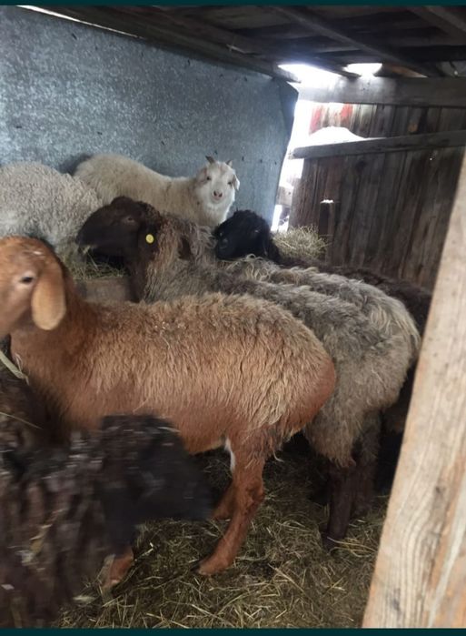 Продам жирных баран в городе Павлодар
