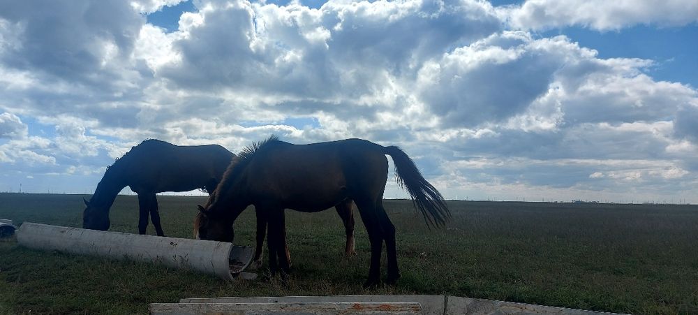 Астана қаласы илинка ауылында