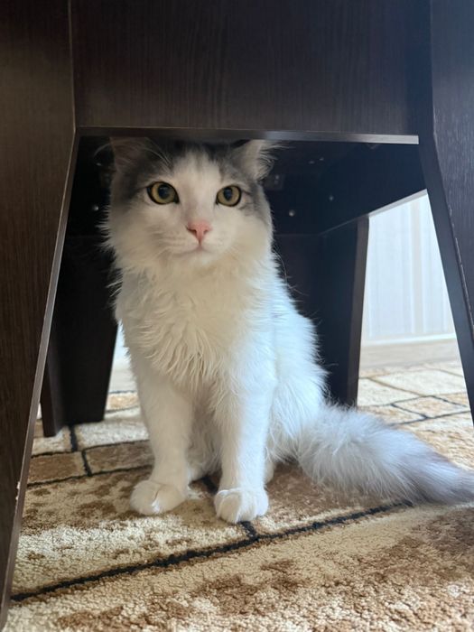 Кот длинношерстная. Пушистая шерсть.