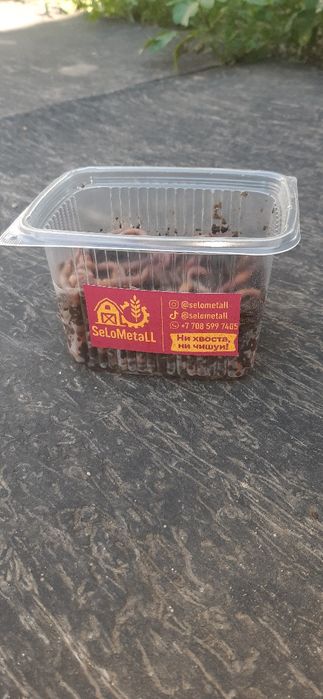 Черви Для Рыбалки