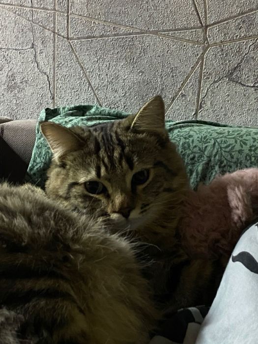 отдам кота в добрые руки