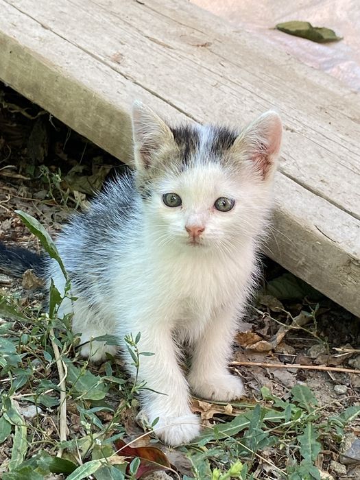 Котята 3 месяца