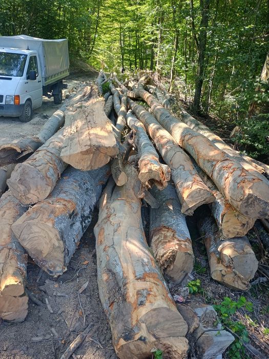 Lemne fag  350 lei mster