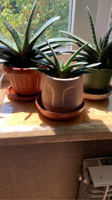 Продаю цветы «декабриста»розовые