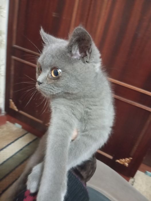 Scottish straight mushuk sotiladi