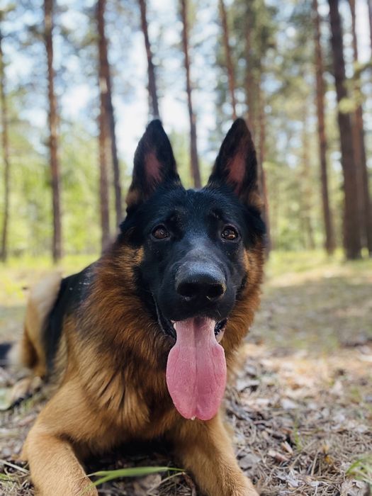 Кобель для вязки