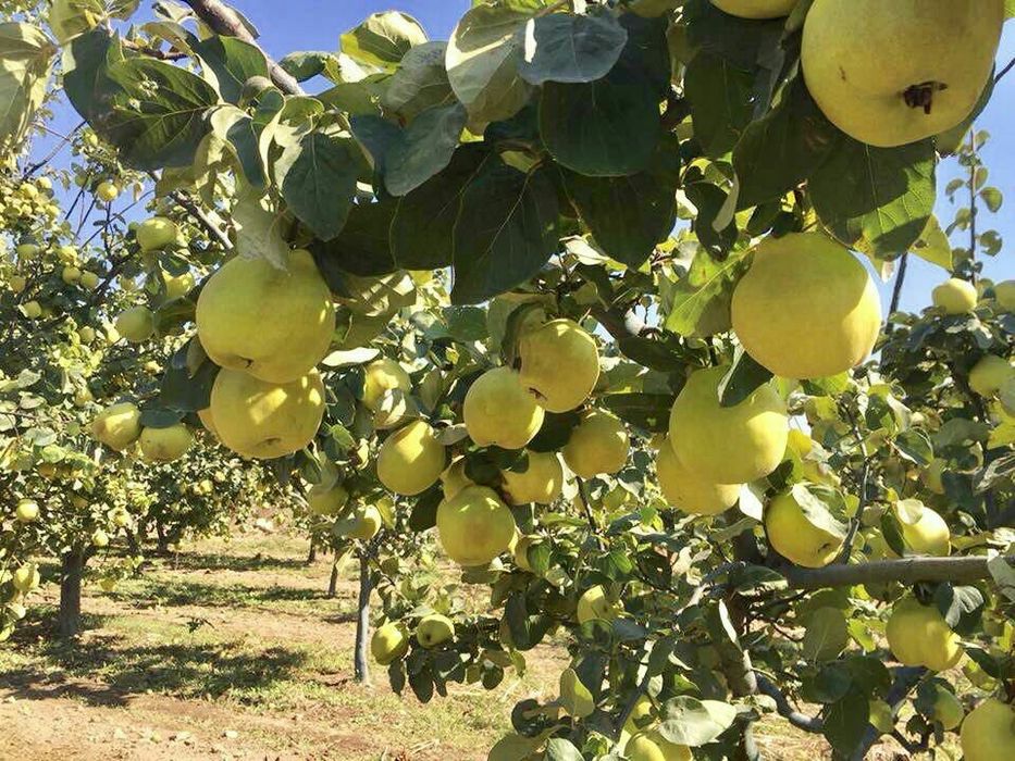 Саженцы деревья из дома