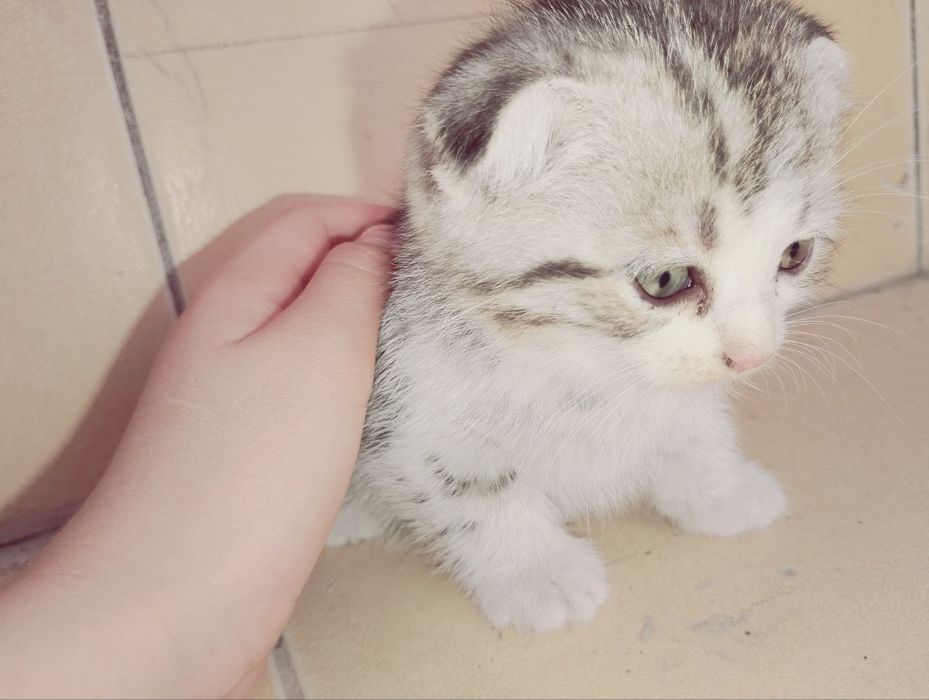 Продаются пародистые  котята