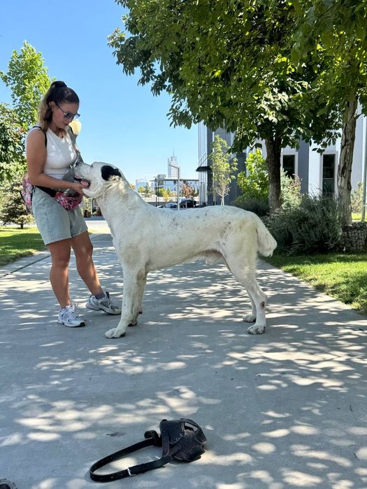 Дресировка собак