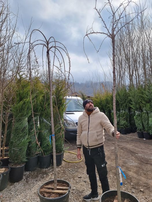 Cireș japonez ( prunus serulata kanzan )