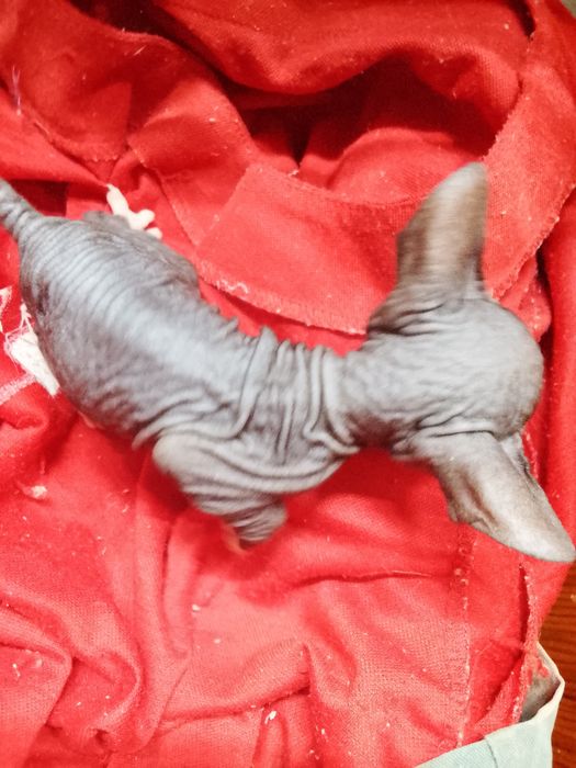 Котята сфинкс 1 месяц
