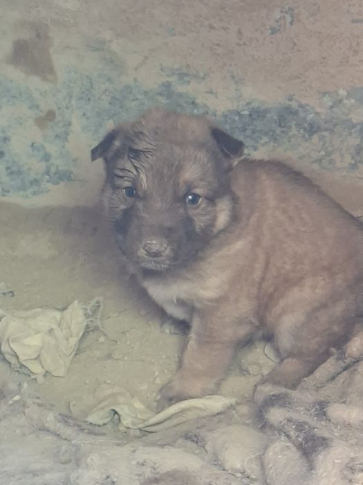 Продам щенка алабая. Кабель