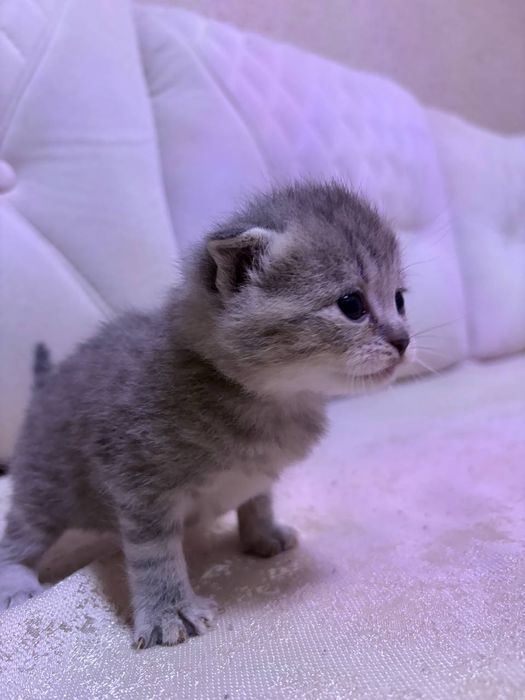 Готовятся к продаже котята скотиш фолд и скотиш страйт  девочка