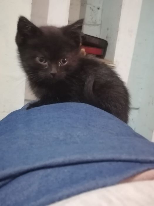 Отдам котят в добрые руки.