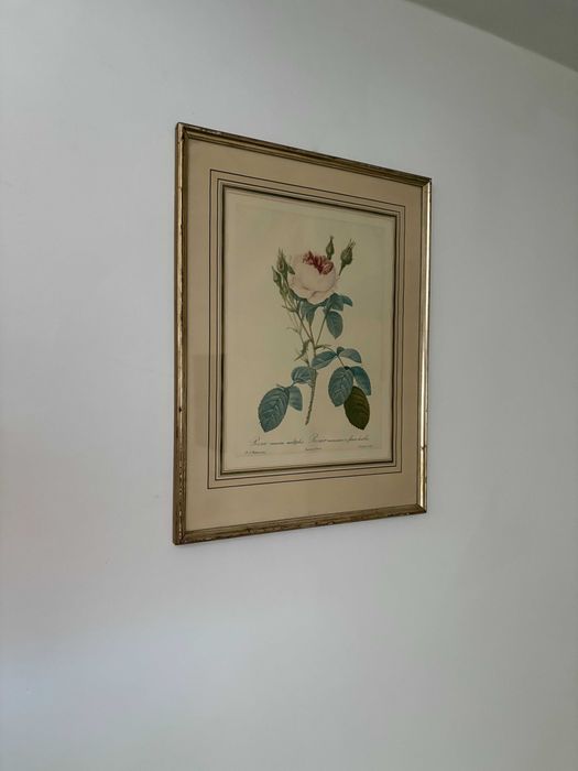 Print oficial La Redoute 3-a editie sec 19 trandafir alb rar