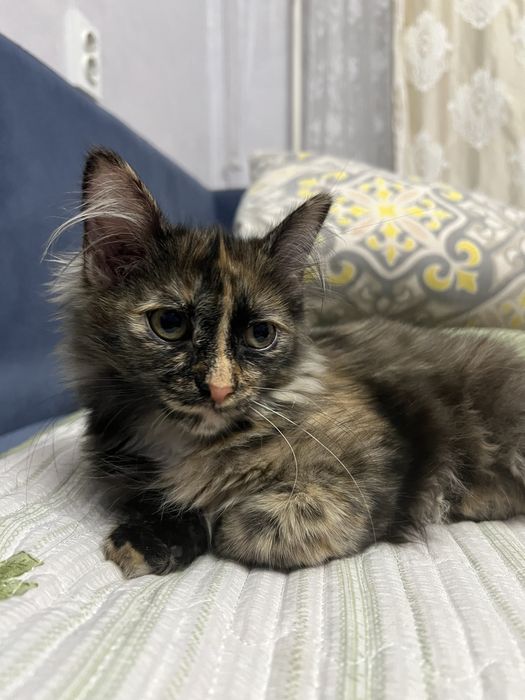 Отдам даром котенка девочку