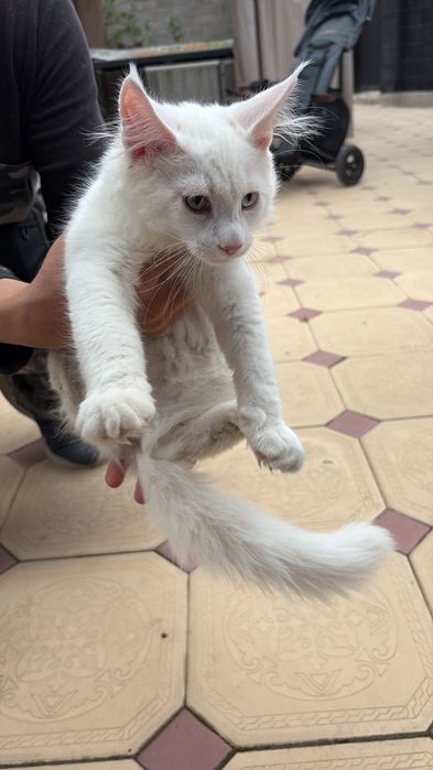 Белый Котенок Мейн Кун Разноглазый