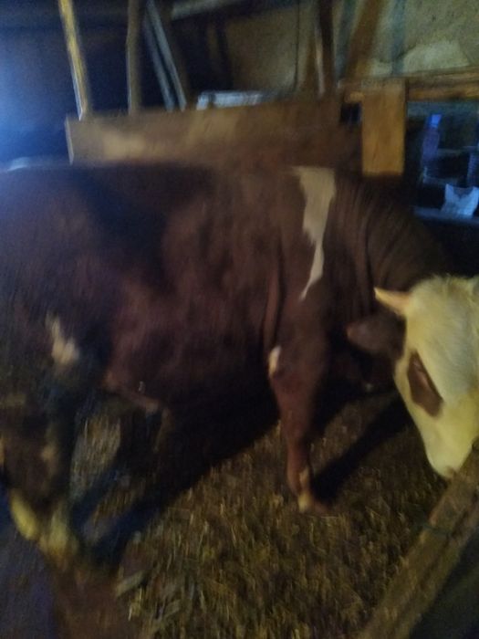 Tăuraș de vânzare