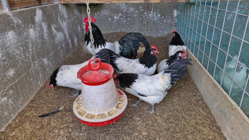 Lakenvelder de vanzare