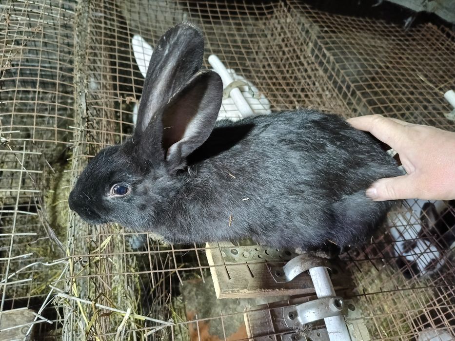 Продаются кролики