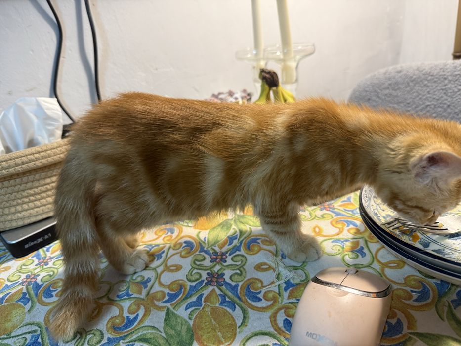 Отдам котенка в хорошие руки