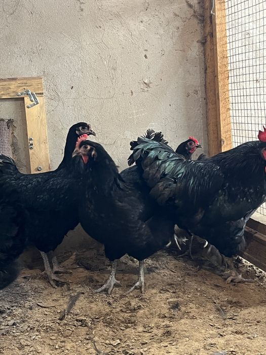 Семейка Джерси Гигант