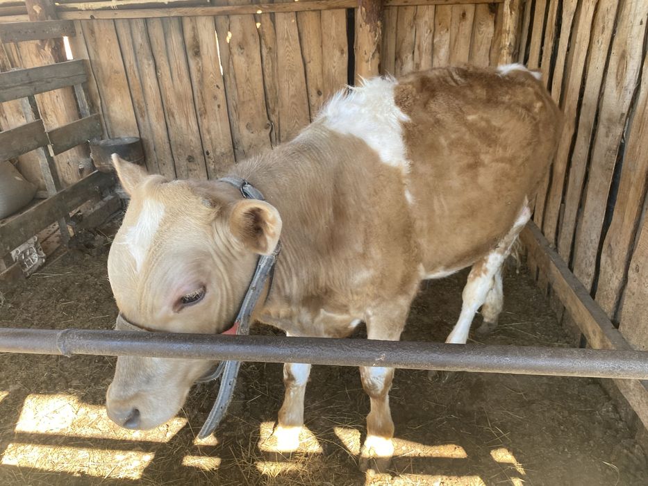 Продам бычка годовалый