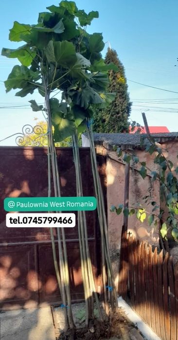 Direct din pepiniera proprie,copăcei si  butași Paulownia, creștere rapidă,3-5m/an