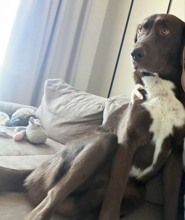 10 месечно уникално кученце