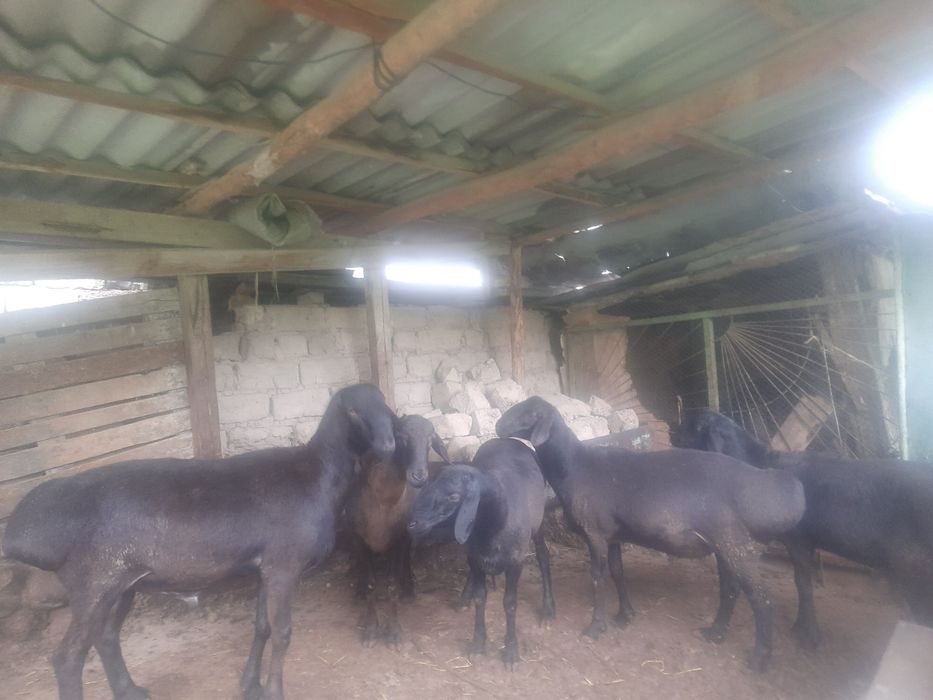 Qurbonlik uchun qo'chqorlar sotiladi