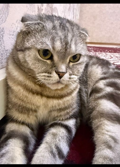 Шотландский выслоухый кот