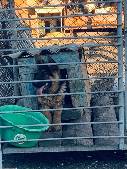 Немецкая овчарка