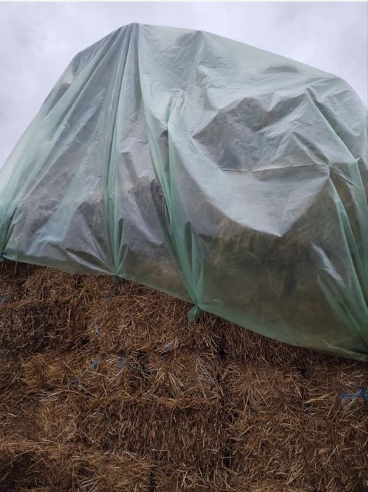 Grau, porumb, floarea soarelui, uruiala, baloti de paie!!!