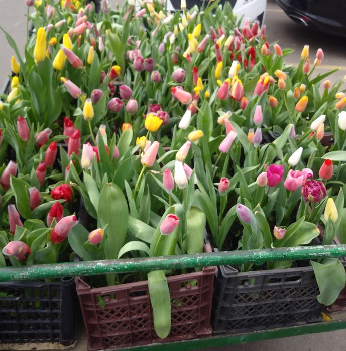 Begoniya.Pitunya.Bananza.salviya.Lola.йер гул. Yer gul...