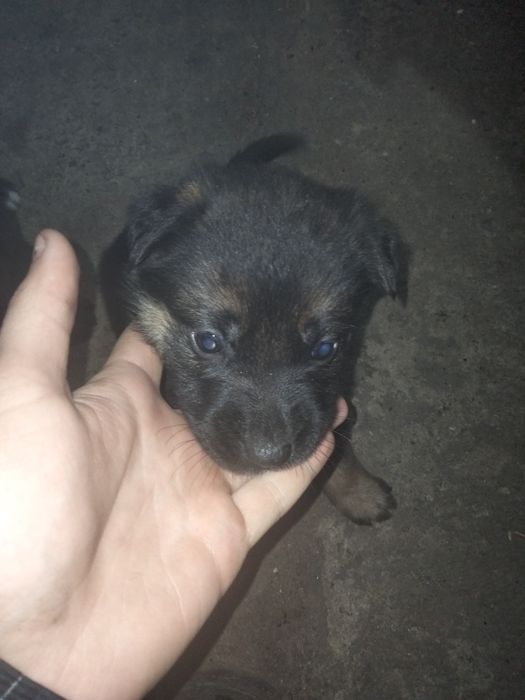 Продам щенят,3 недельные