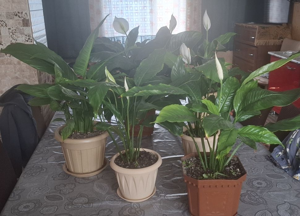 Продам цветы женское счастье