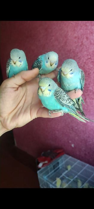 Ruchnoy papugaylar sotiladi