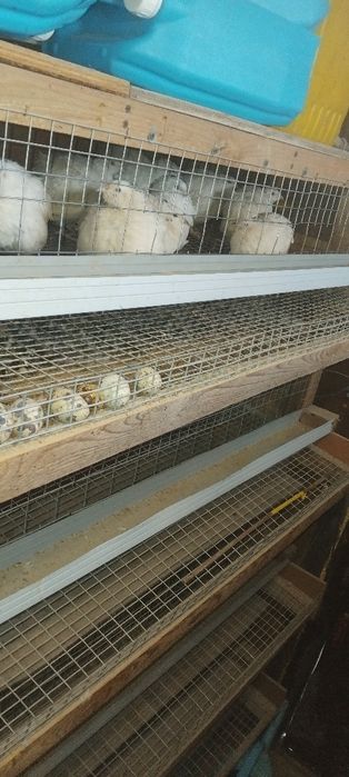 Клетка для перепела