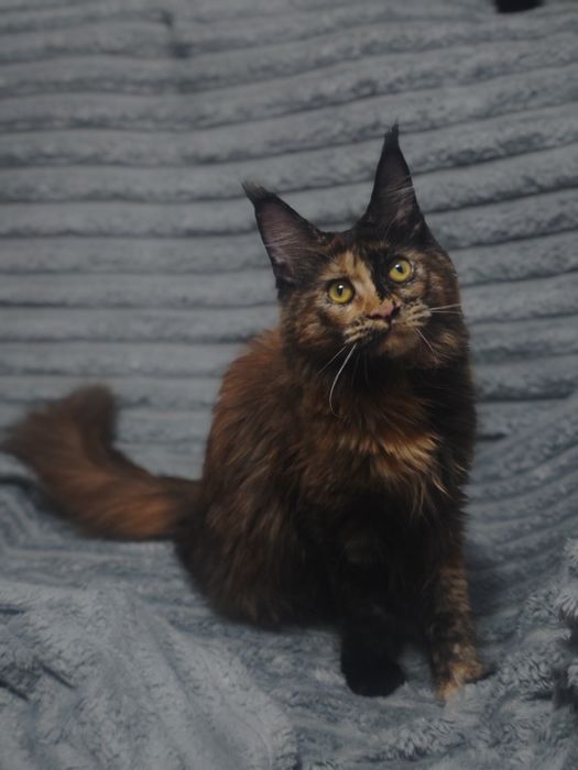 Пушистое счастье в ваш дом