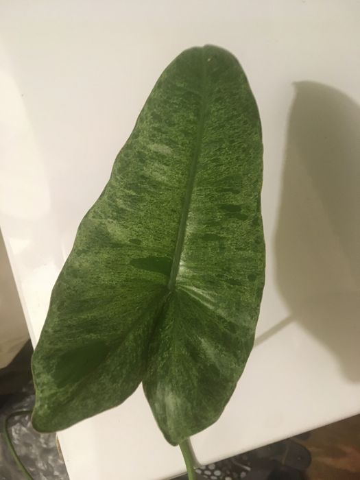 Филодендрон Параисо Верде