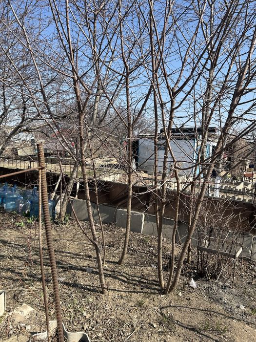 Продам саженцы вишни