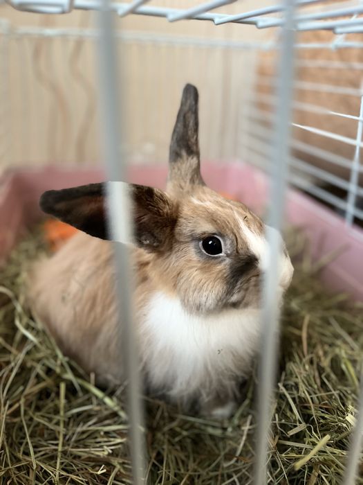 Продам декоративных кроликов