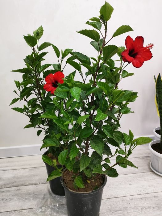 Цветы комнатные. Доставка