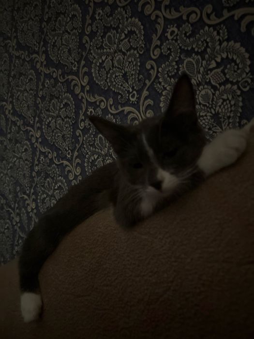 Отдадим кошку в добрые руки