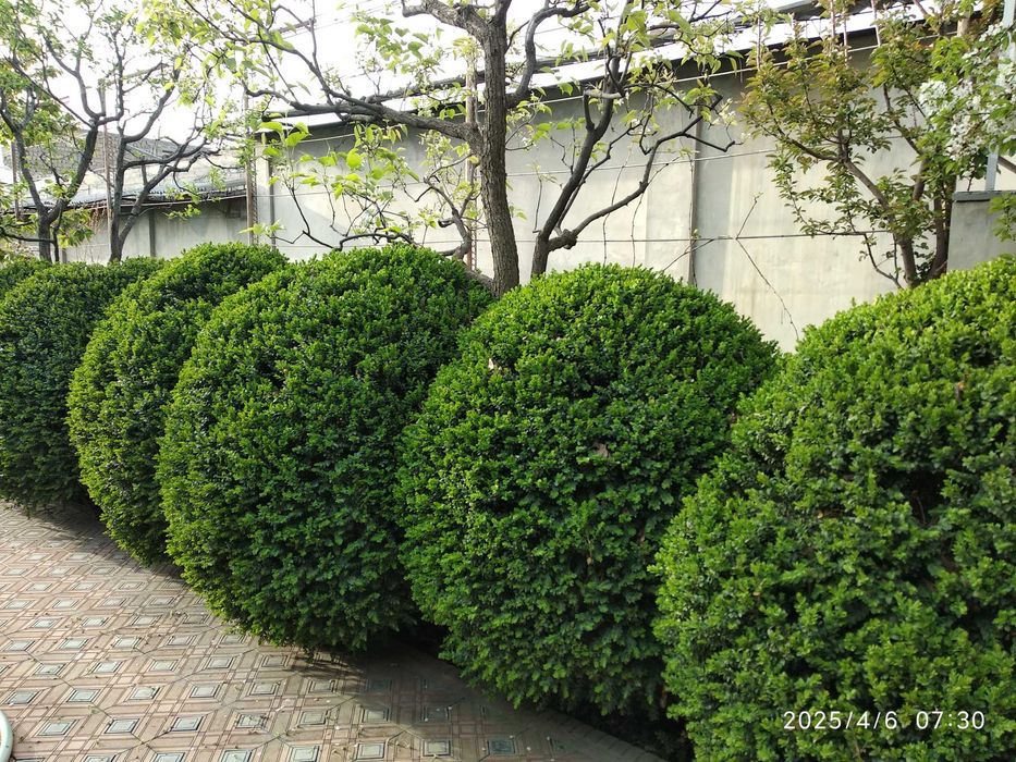 Продаются кустарники Самщит (шамшот, шамшод)разных размеров