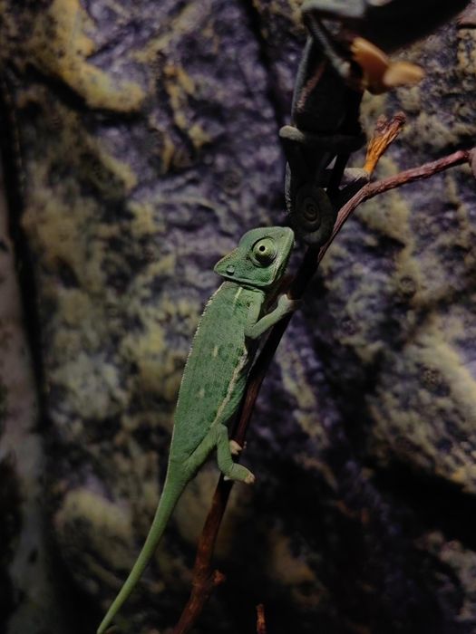 Cameleoni Calyptratus (gecko/agama/cameleon/phelsuma)