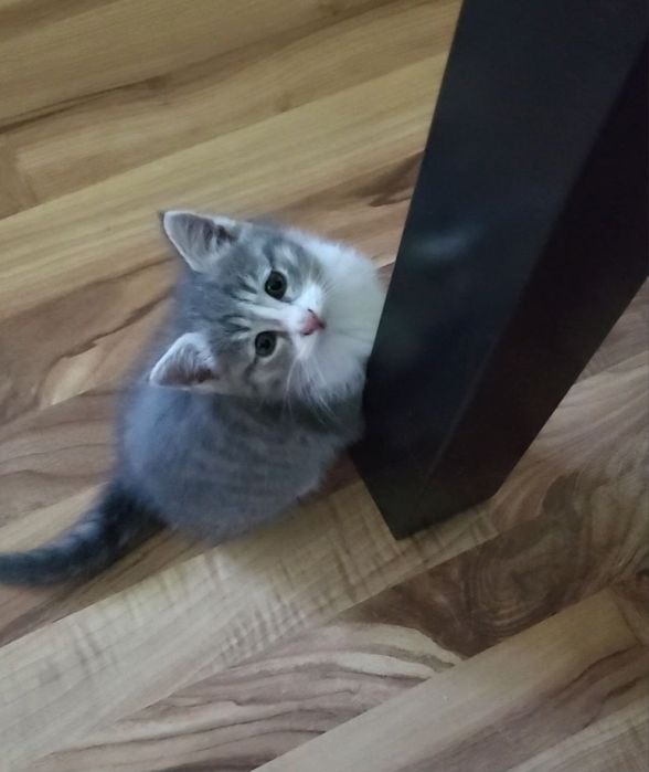 Отдам даром в добрые руки