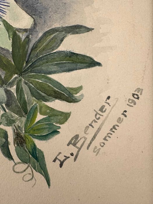 Pictura acuarelă „Floarea Pasiunii” de Johann Bender - Austria 1903