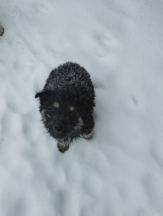 Отдам щенят 3-х месячных